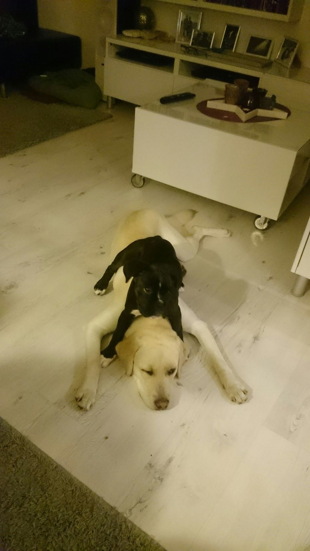 Polly, die Ruhe selbst.....