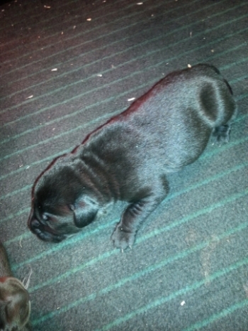 Schwarzer Labradorwelpe 1 Woche alt.