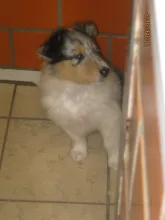 Hündin blue merle aus dem E-Wurf