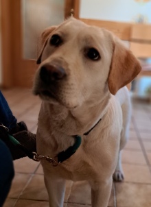 Miru, 18 Monate alt.