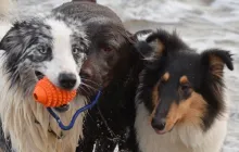 Murphy, Rune und Davis 