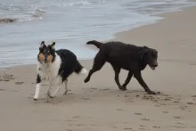 Rune und Davis von der Zauberschmiede im Hundeurlaub