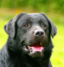 Labrador Rüde Earl von der Römerlinde