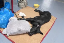 Yaro vollkommen relaxed im Klassenzimmer