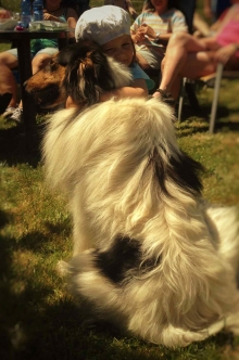 Dandy mit seiner kleinen Freundin. So muss ein Collie sein. 
