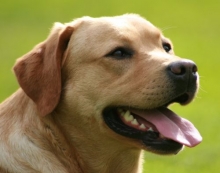 Labrador Jastra von der Zauberschmiede