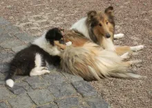 Colliedame Patty mit Tochter Fame 