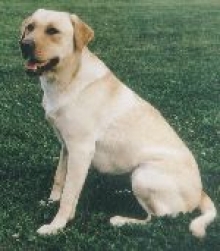  Labrador Pia vom Wallauer Rosenberg  †