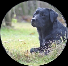 Labrador Hündin Thora von der Zauberschmiede