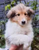 05.01.2021, Colliebub Gordon-Leo